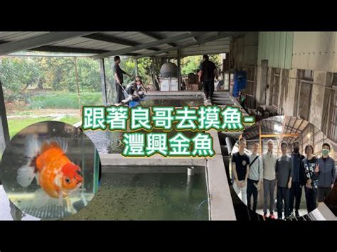 灃興金魚